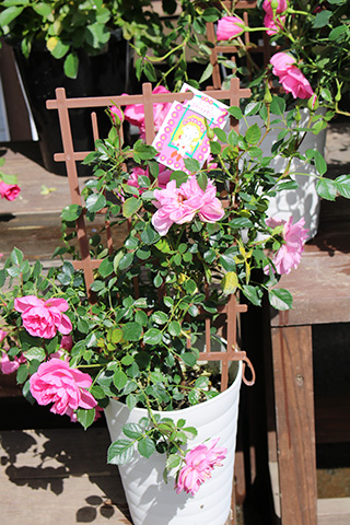 ミニバラ・スイートメモリー