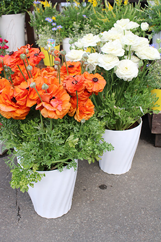 耐寒性ラナンキュラス