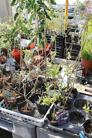 ブルーベリー苗