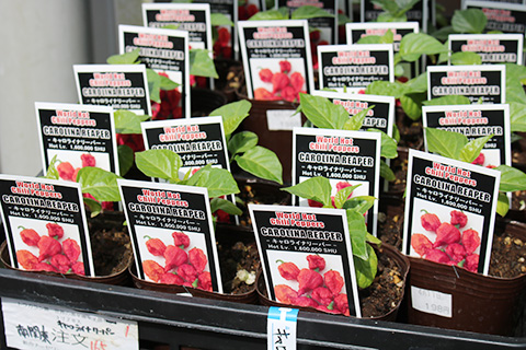 キャロライナリーパー