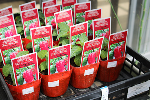 ブートジョロキア