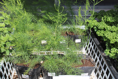 アスパラガス・ウェルカム