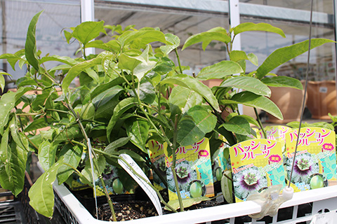 パッションフルーツ