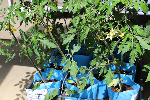 ミニトマト・イエローミミ