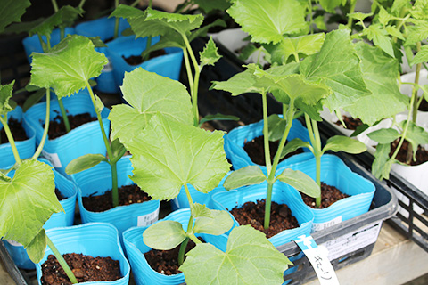 キュウリ夏すずみ