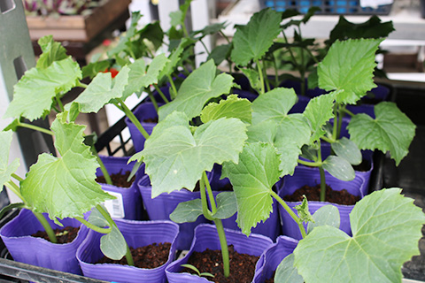 キュウリ夏秋節成