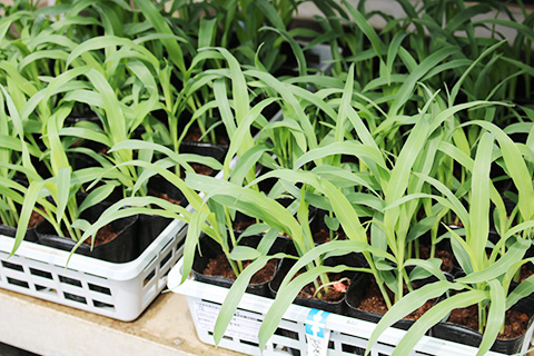 トウモロコシ・ミルキースイーツ