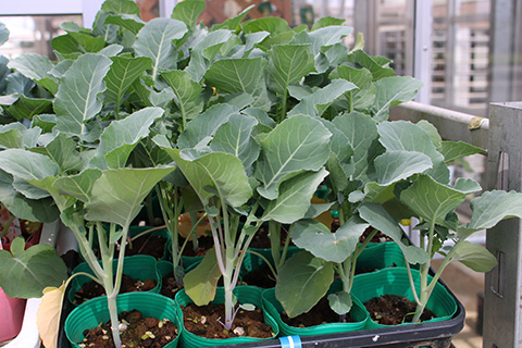 ブロッコリー・スティックセニョール