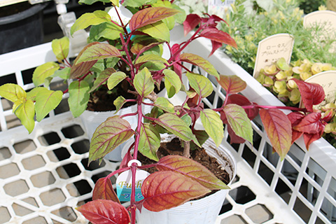 フクシア・カラーリーフ