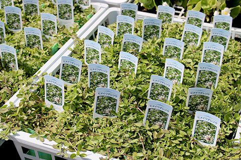 ヒメイワダレソウ