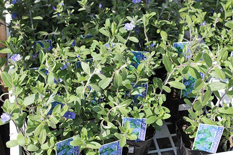 アメリカンブルー