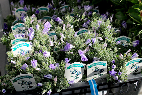 コンボルブルス