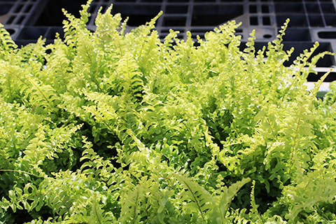 ツデー（シダ）