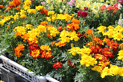 マリーゴールド