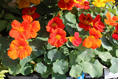 ナスタチューム