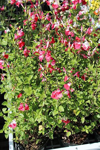 チェリーセージ