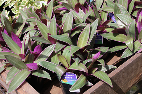 ムラサキオモト・オーロラ