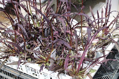 カラスバニガナ