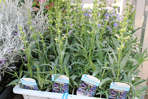 ペンステモン・エレクトリックブルー