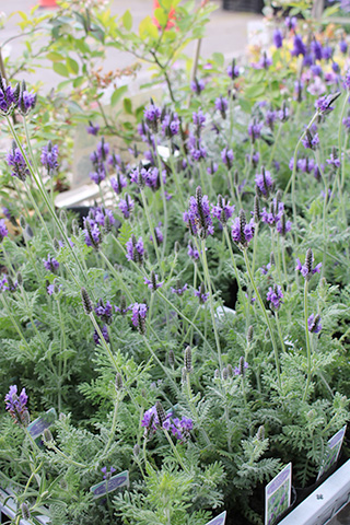 レースラベンダー