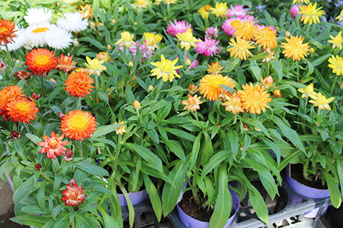 ヘリクリサム・モハベ