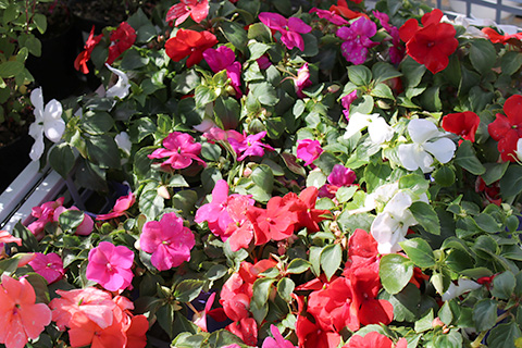 インパチェンス