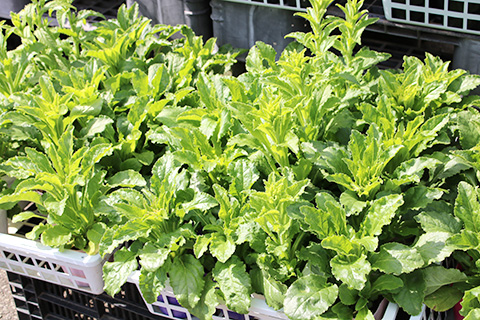 カンパニュラ・チャンピオン