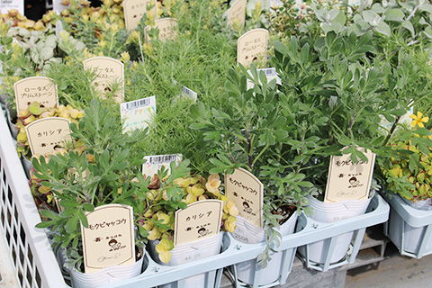 カラーリーフ各種