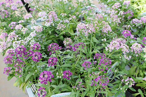 スーパーアリッサム