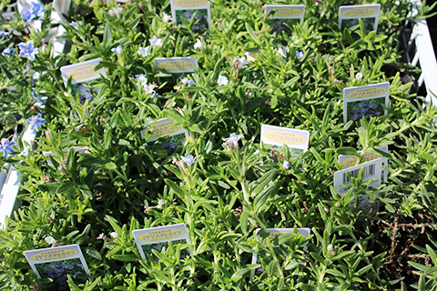 ミヤマホタルカズラ