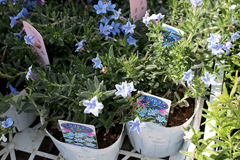 ミヤマホタルカズラ・リソドラスター