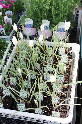 チューリップ・シルビア（原種系）