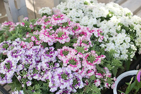 宿根バーベナ・花甘露