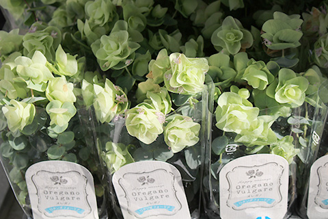 オレガノ・ロタンダフォーリア