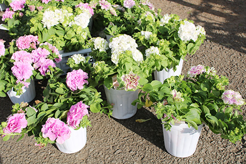 栄養系ペチュニア・ベルチャーム