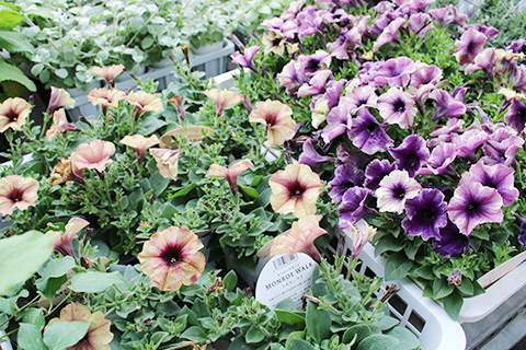 ペチュニア・モンローウォーク