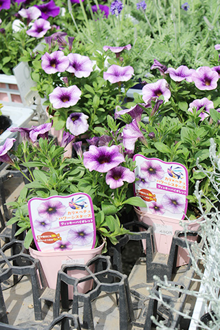 カリ×ペチュパワーシスターズ・ヴィッキーバイオレット