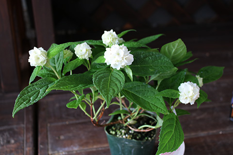 ヤマアジサイ・ぽじさい・うるは