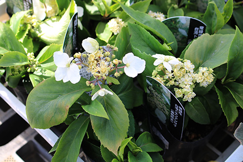 台湾トキワアジサイ