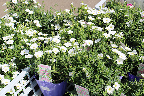 アレナリア・モンタナ