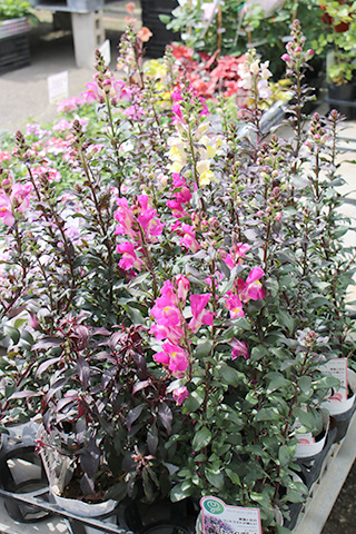 金魚草・スナップインブラック