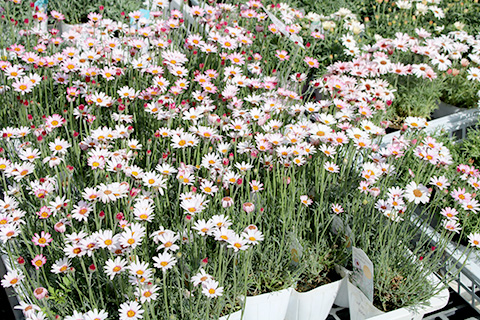 ローダンセマム