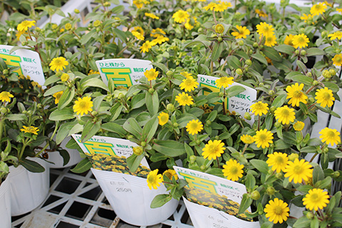 サンビタリア・サンライト