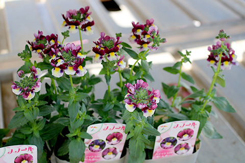 ネメシア・メノール