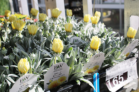 ガザニア・シルバーフォックス