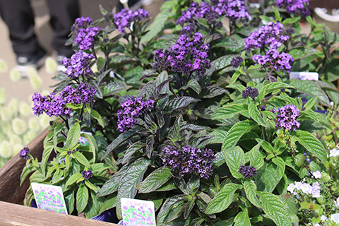 ヘリオトロープ紫花