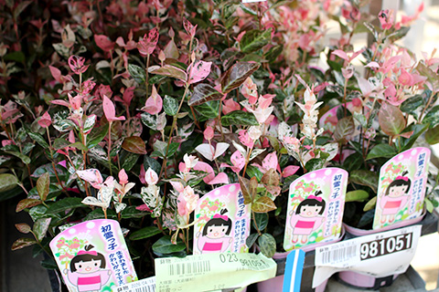 初雪カズラ・初雪っ子