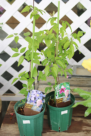 クレマチス・ゴールデンキッズコレクション