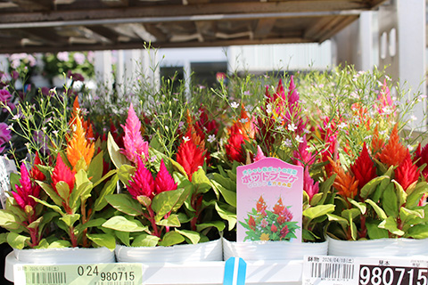 セロシア・ポットブーケ