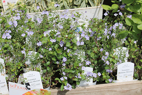 ベロニカ・マダムマルシア